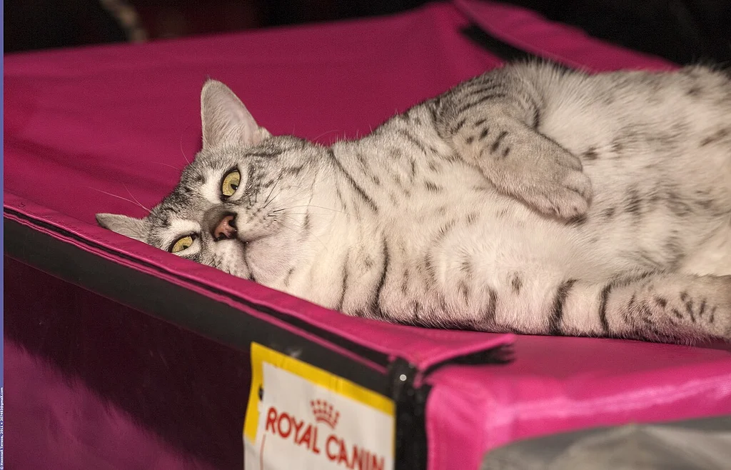 Egyptian Mau