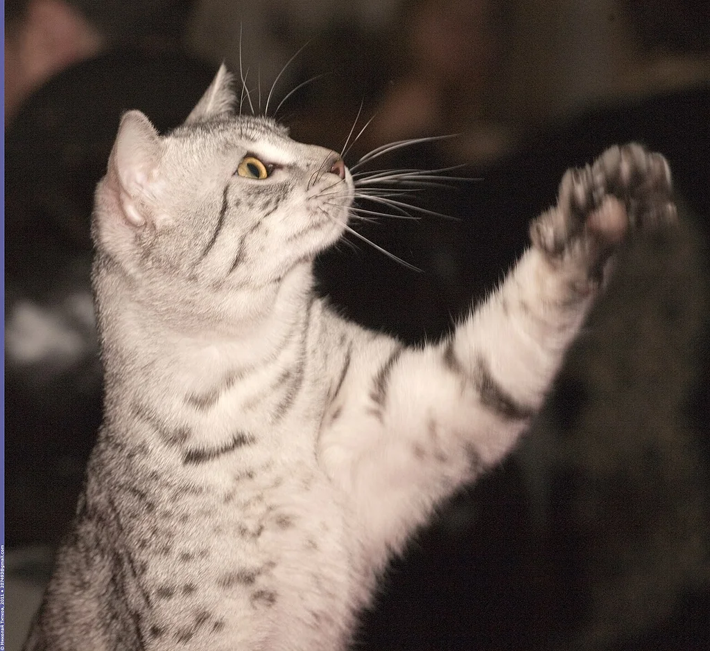 Egyptian Mau