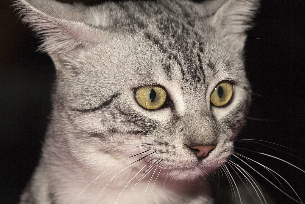 Egyptian Mau