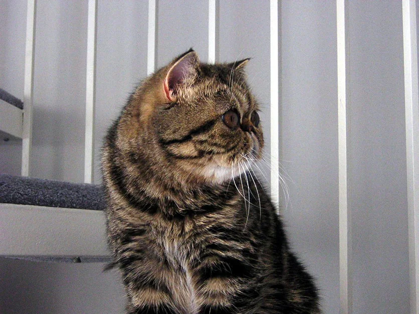 Exotic Shorthair
