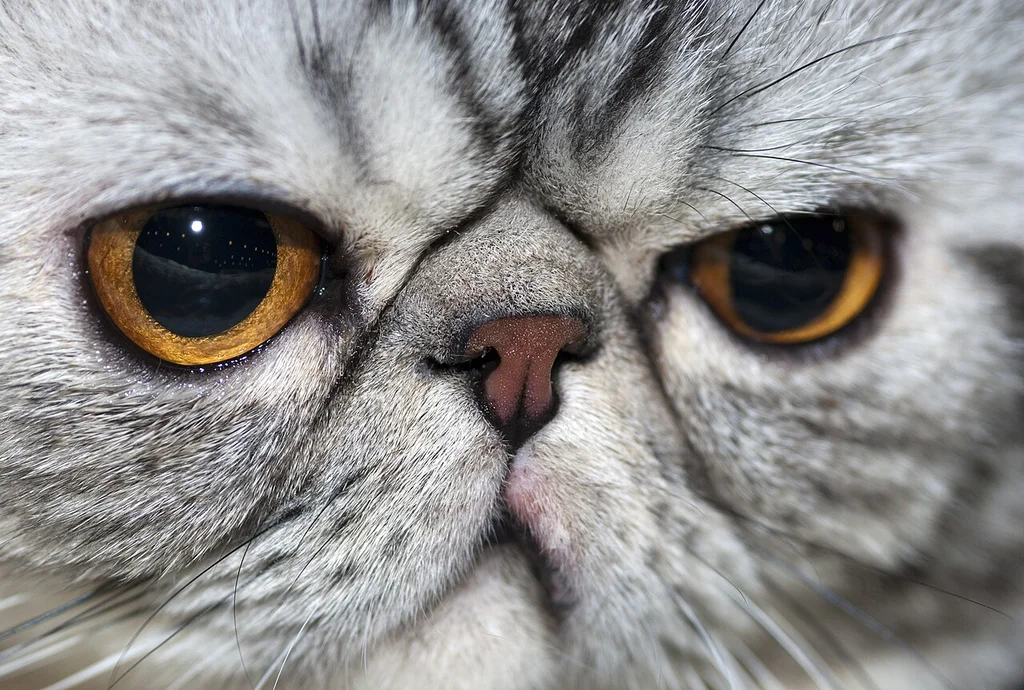 Exotic Shorthair