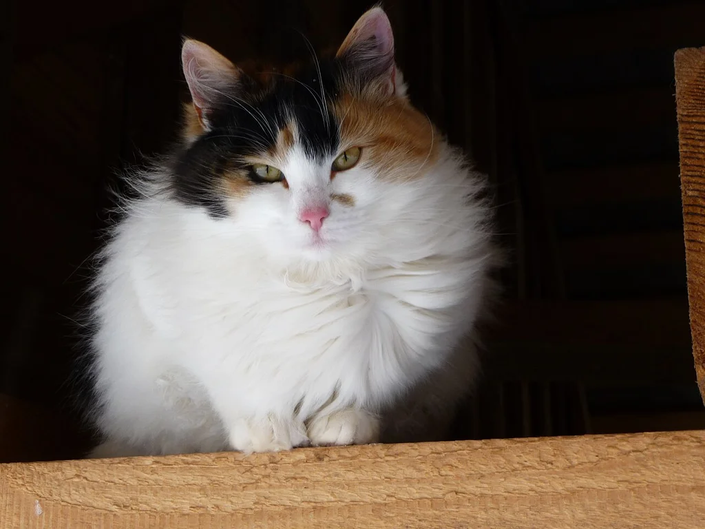 Japanese Bobtail