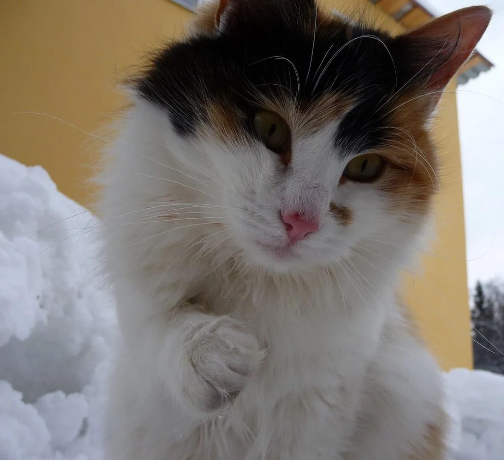 Japanese Bobtail