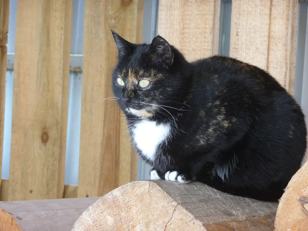Japanese Bobtail