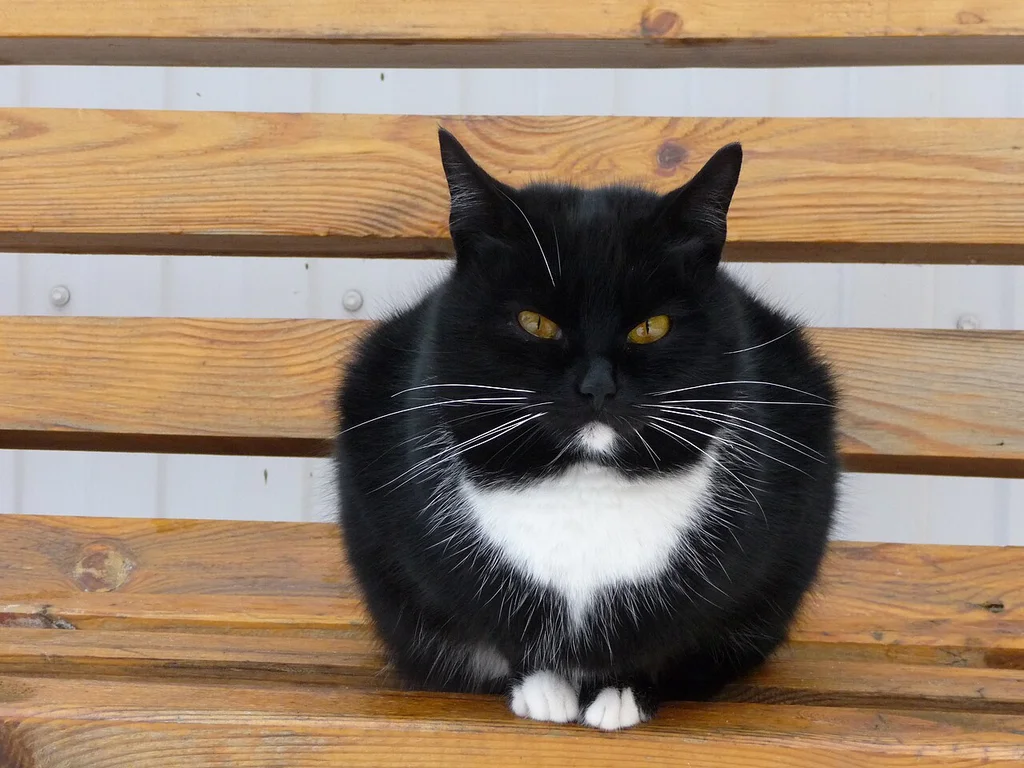 Japanese Bobtail