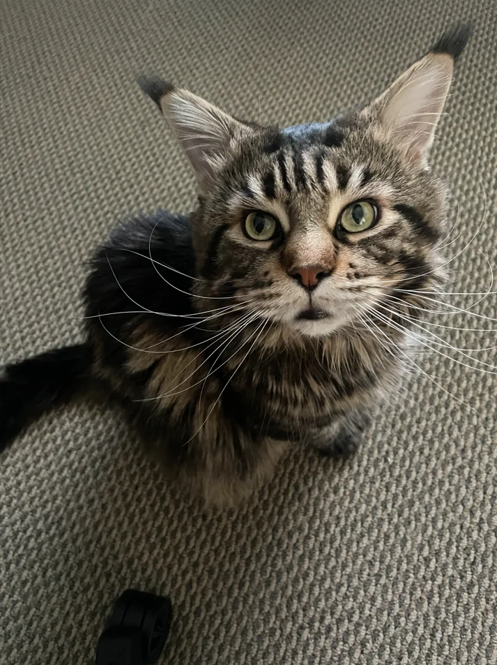 Maine Coon