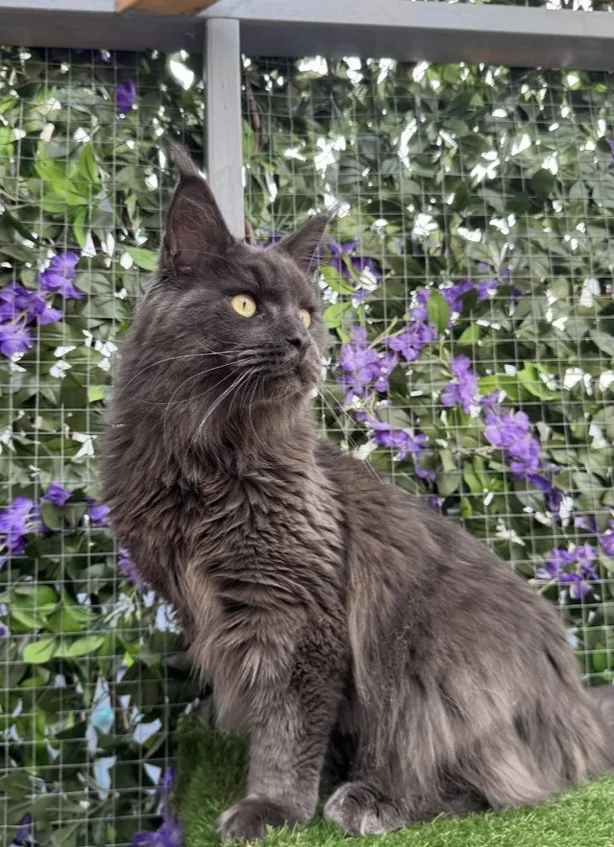 Maine Coon