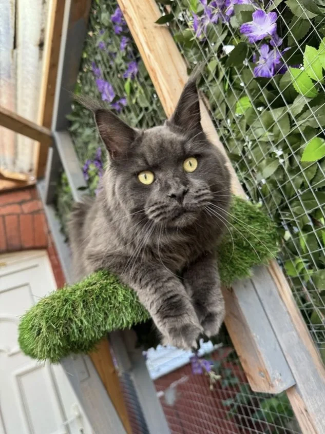 Maine Coon