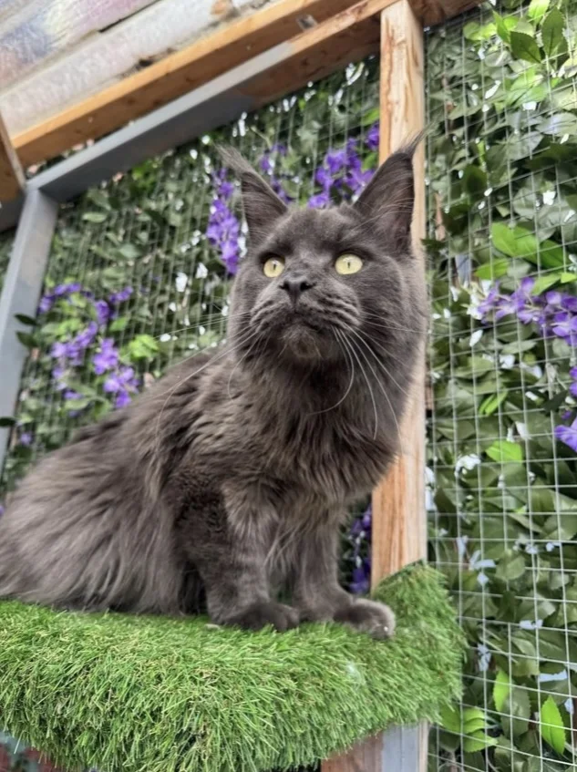 Maine Coon