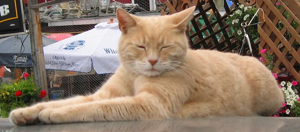 Manx