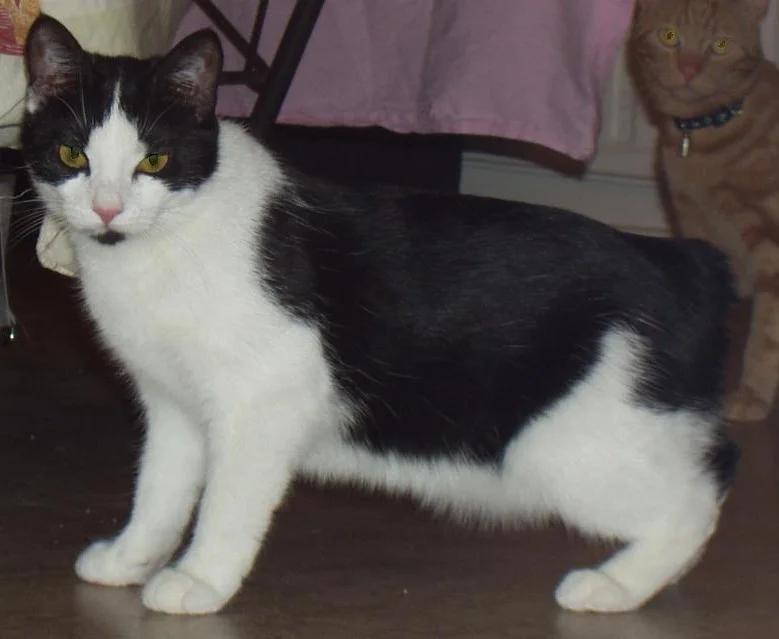 Manx