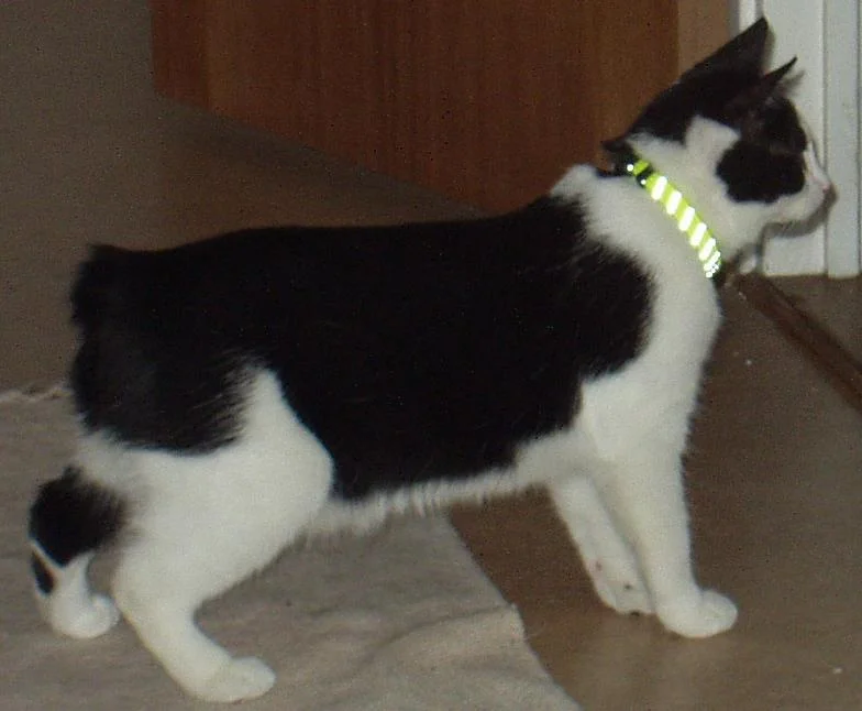 Manx
