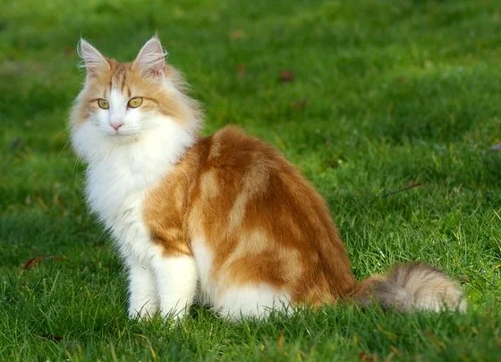 Norwegian Forest Cat