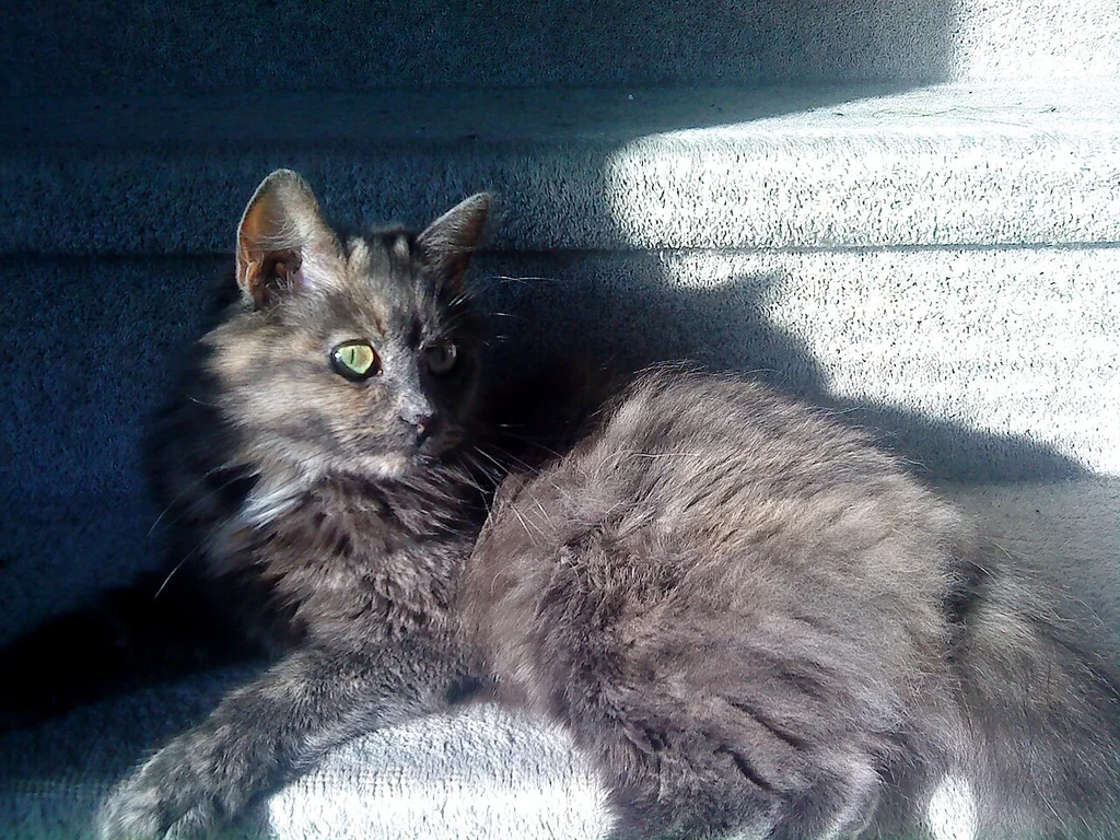 Norwegian Forest Cat