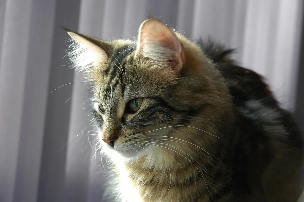 Norwegian Forest Cat