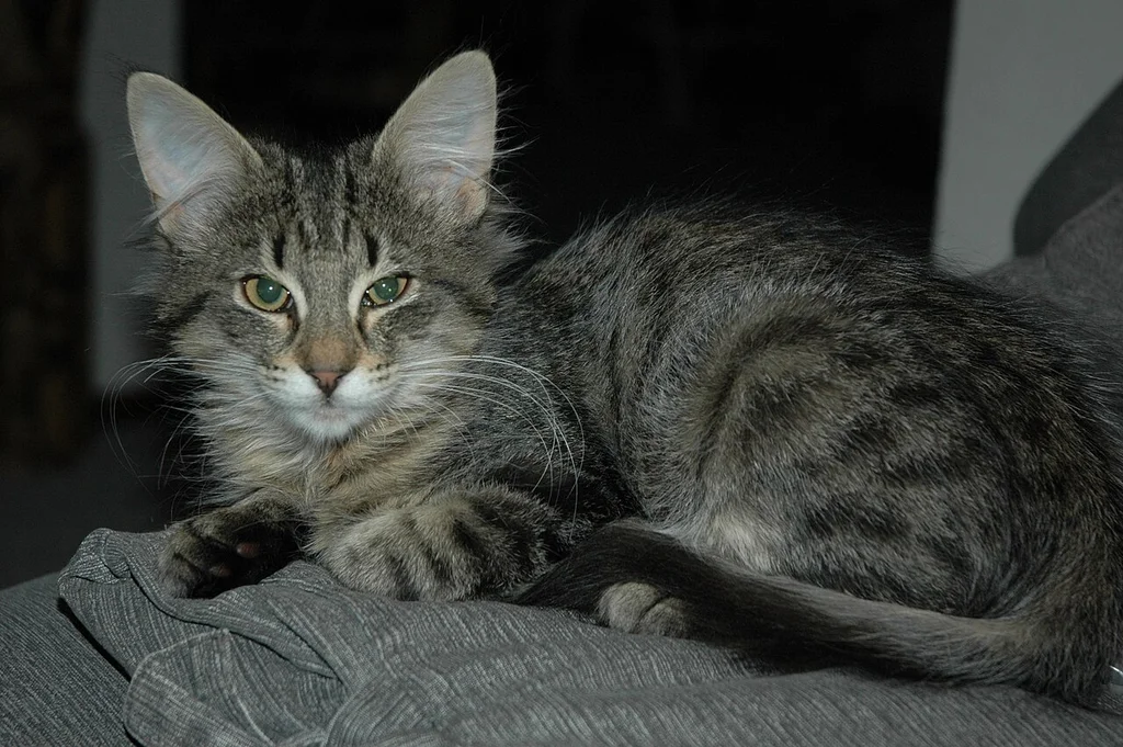 Norwegian Forest Cat
