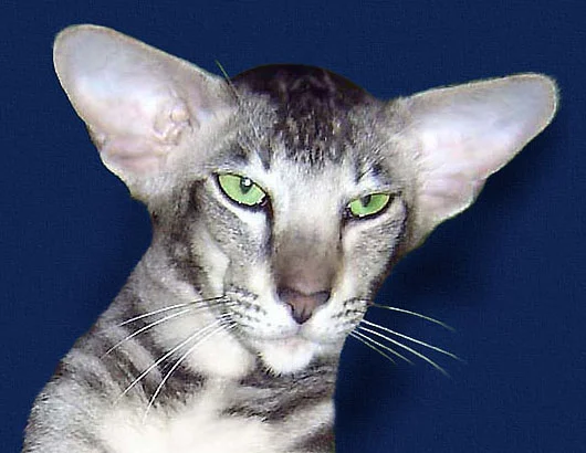 Oriental Shorthair