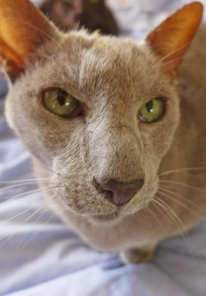 Oriental Shorthair