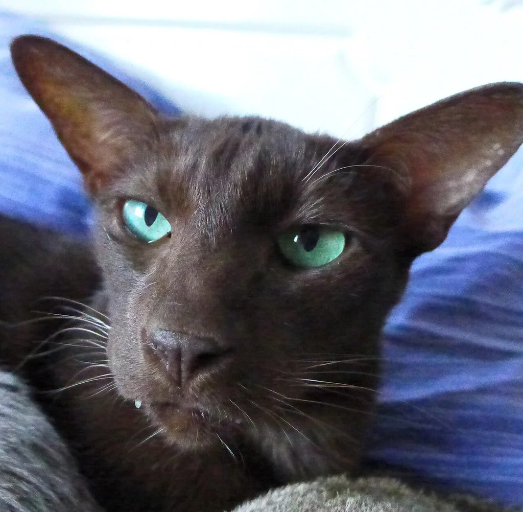 Oriental Shorthair