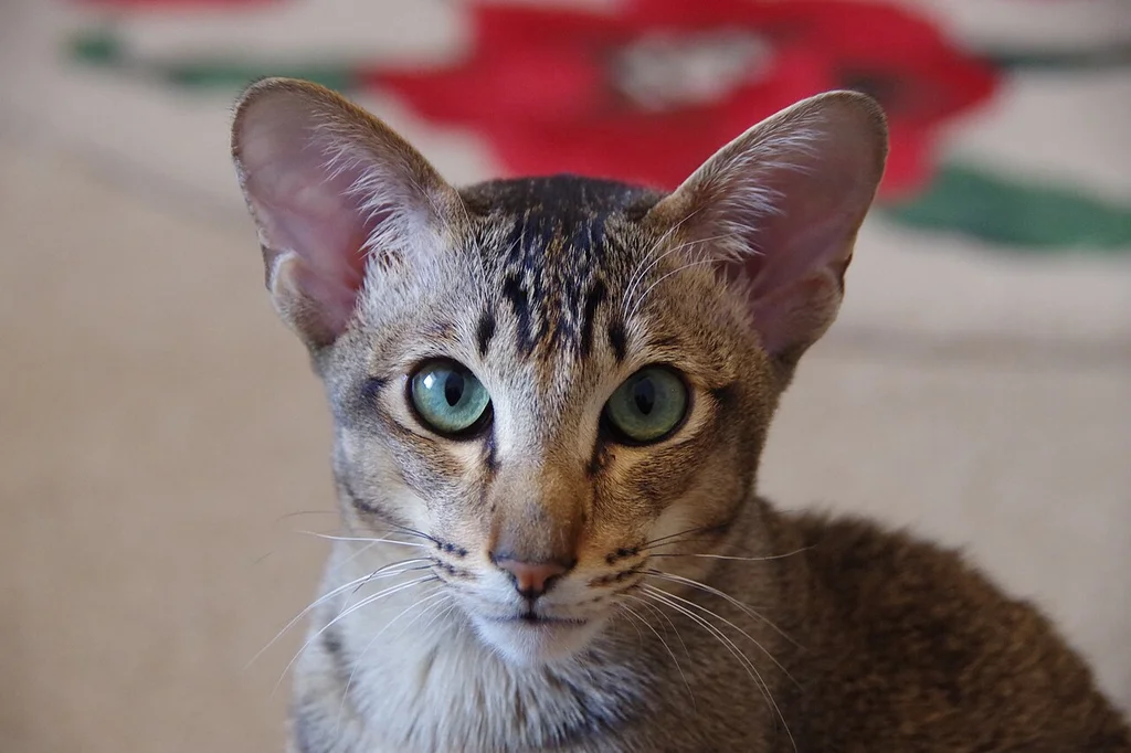 Oriental Shorthair