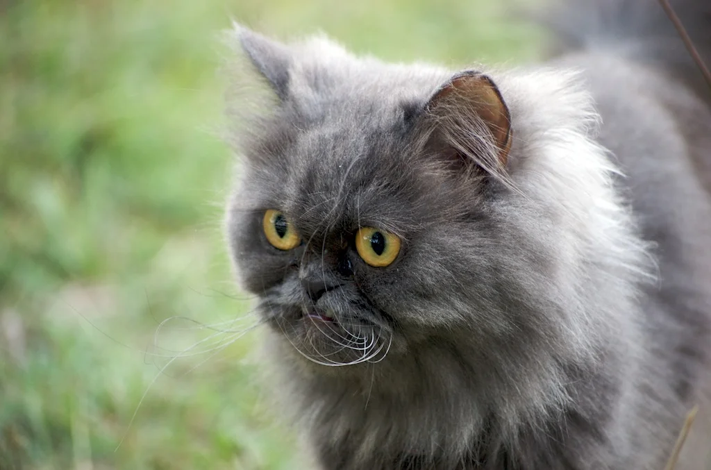 Persian