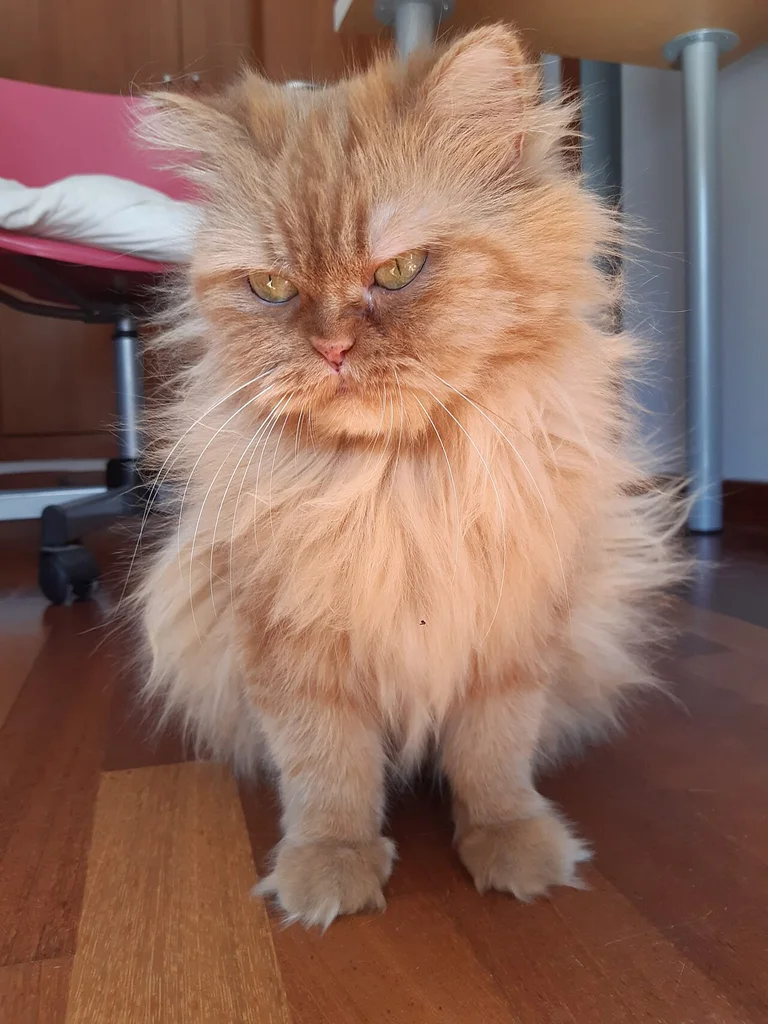 Persian
