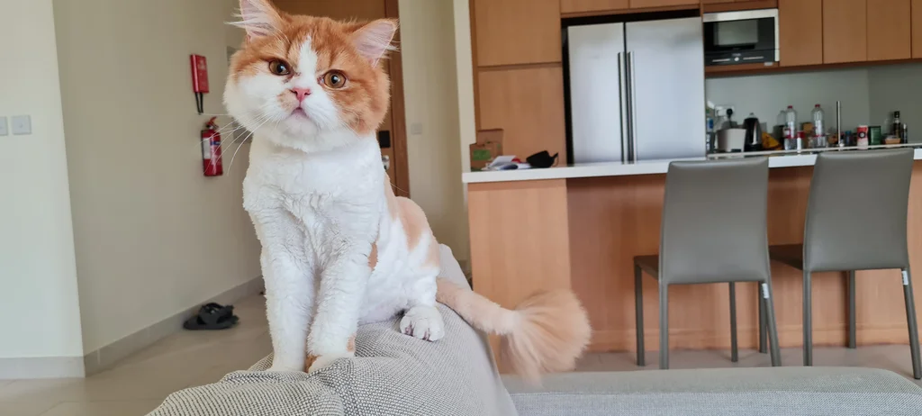 Persian