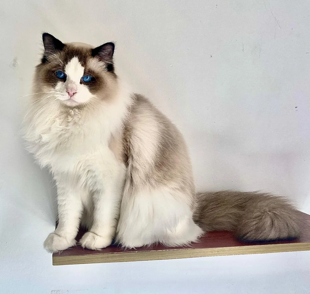 Ragdoll