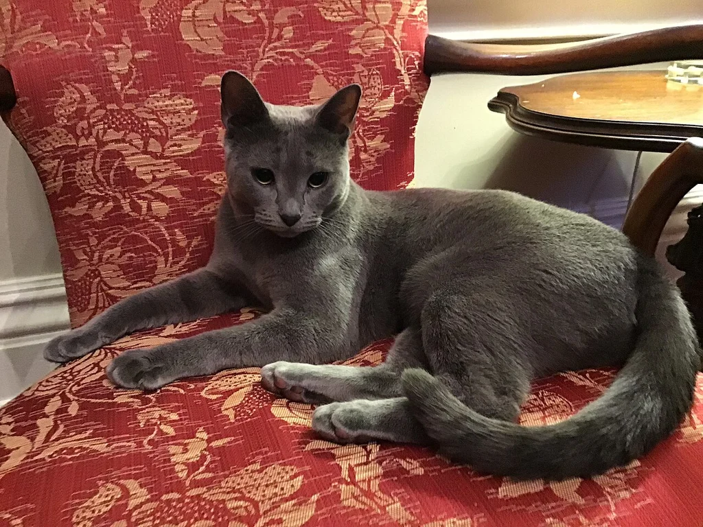Russian Blue