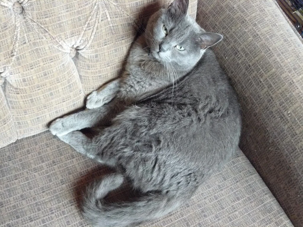 Russian Blue
