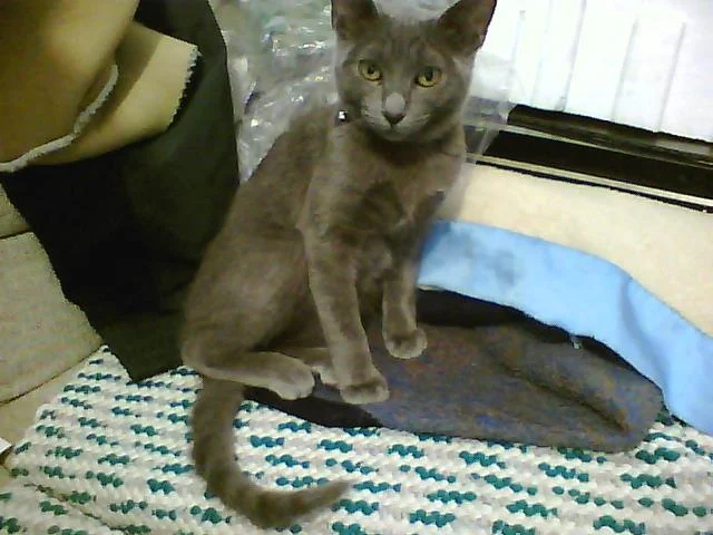 Russian Blue