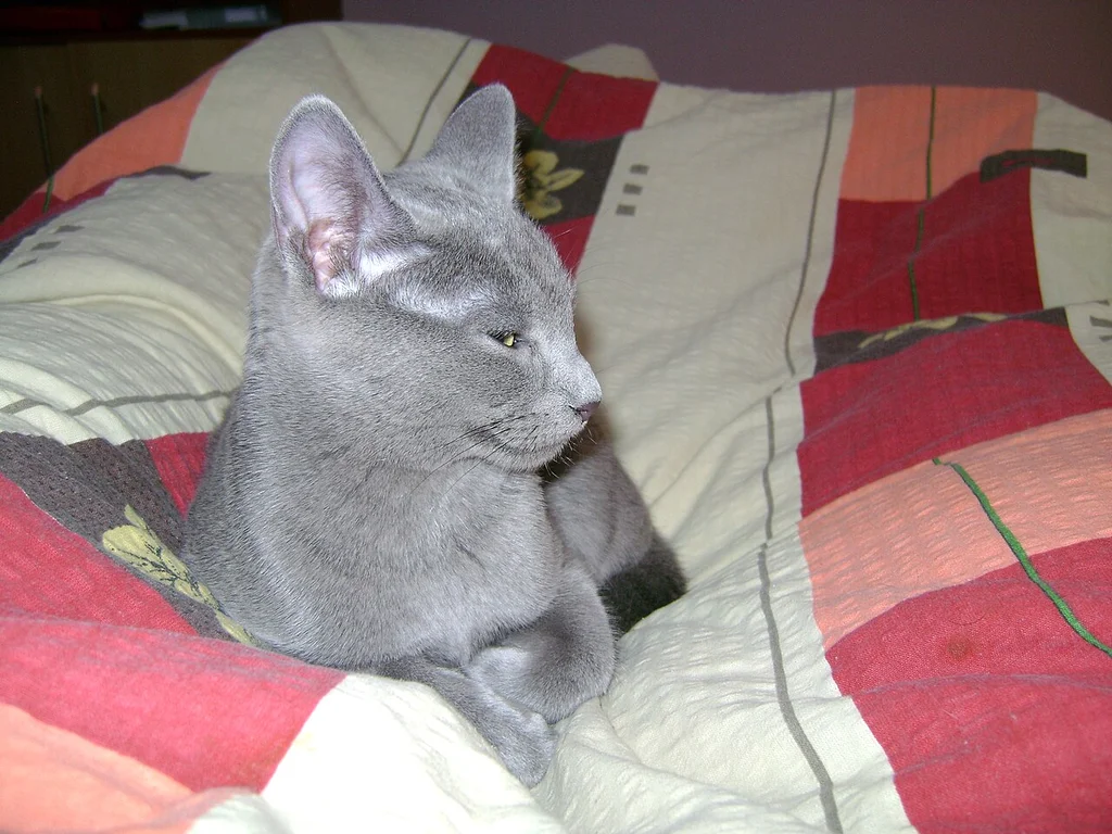 Russian Blue