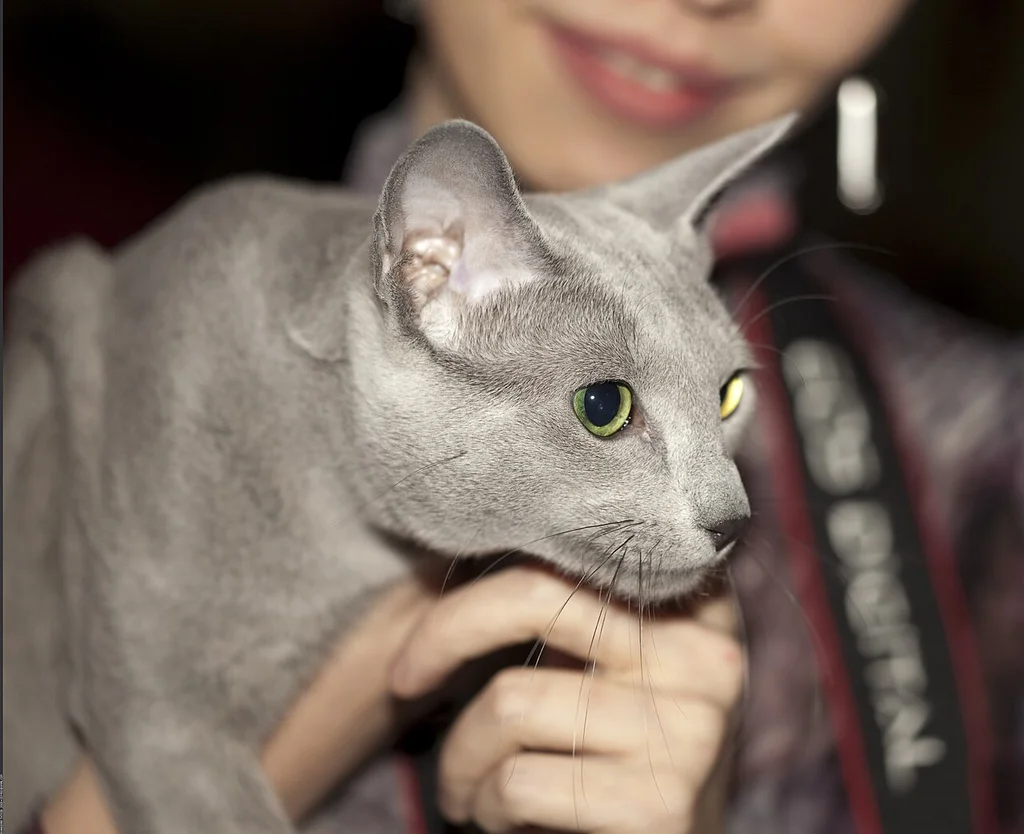 Russian Blue