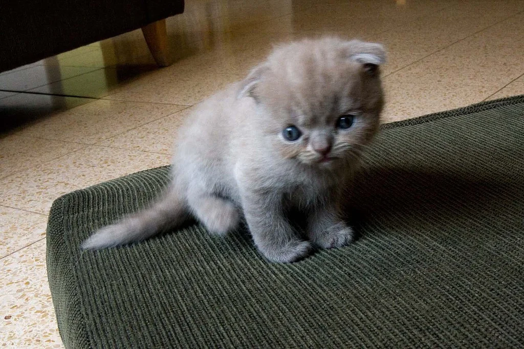 Scottish Fold
