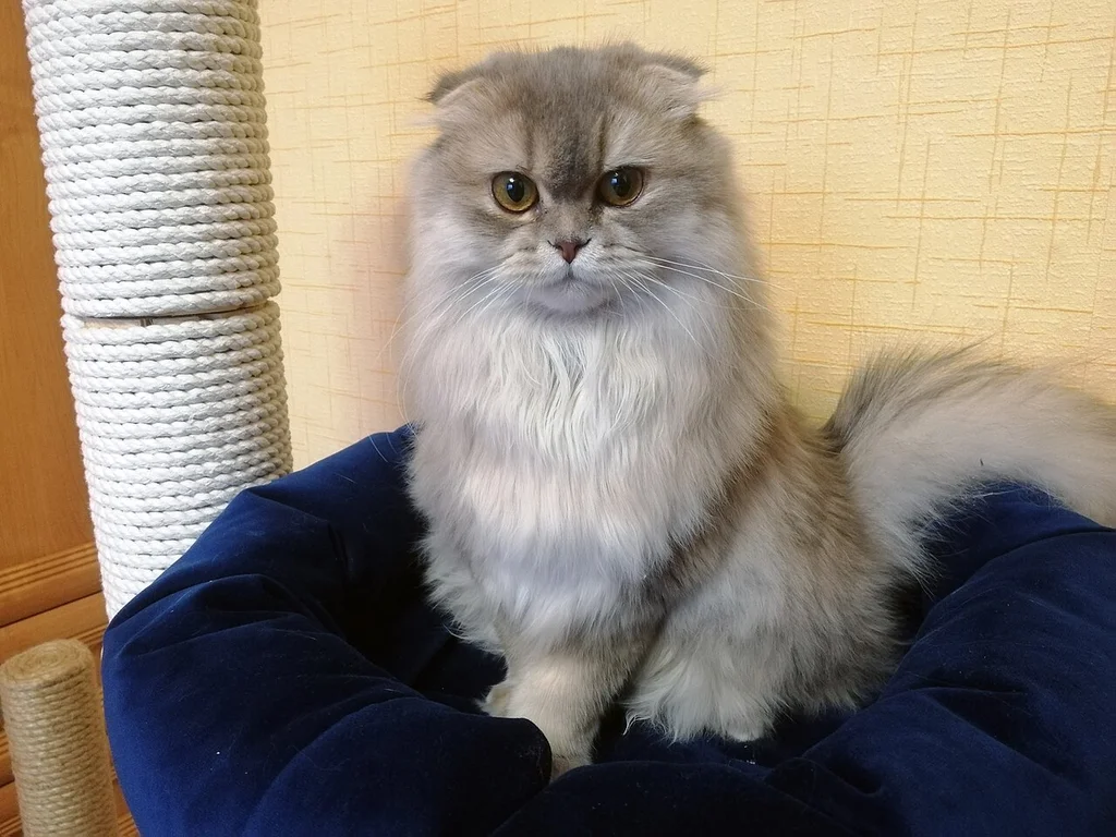 Scottish Fold