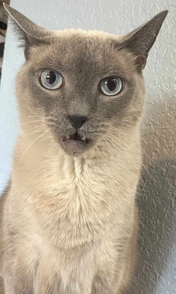 Siamese