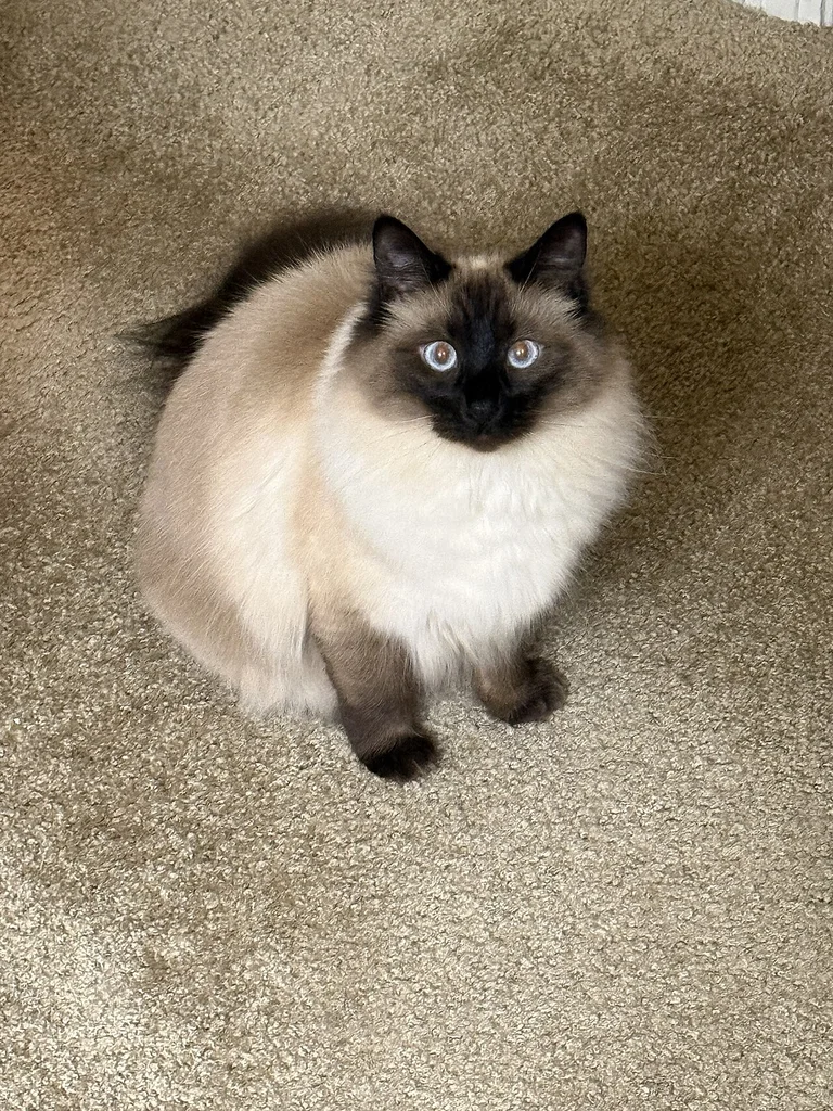 Siamese