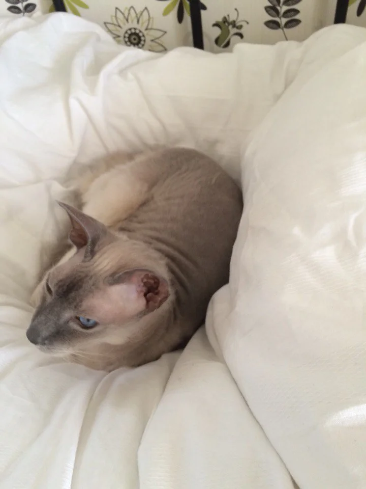 Siamese