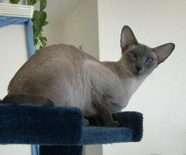 Siamese