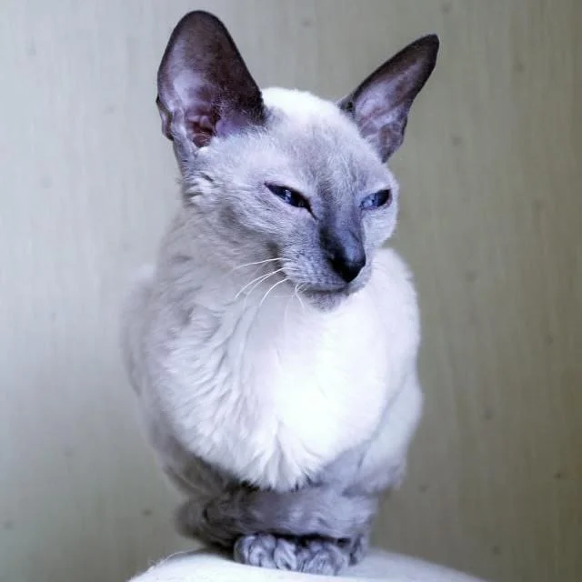 Siamese