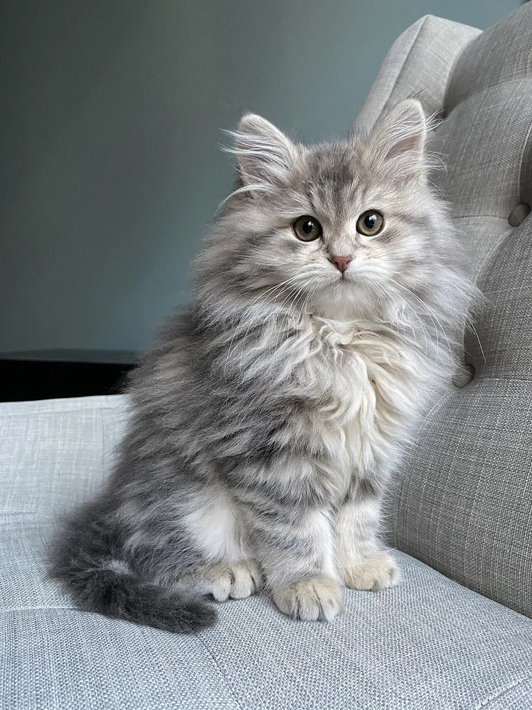 Siberian
