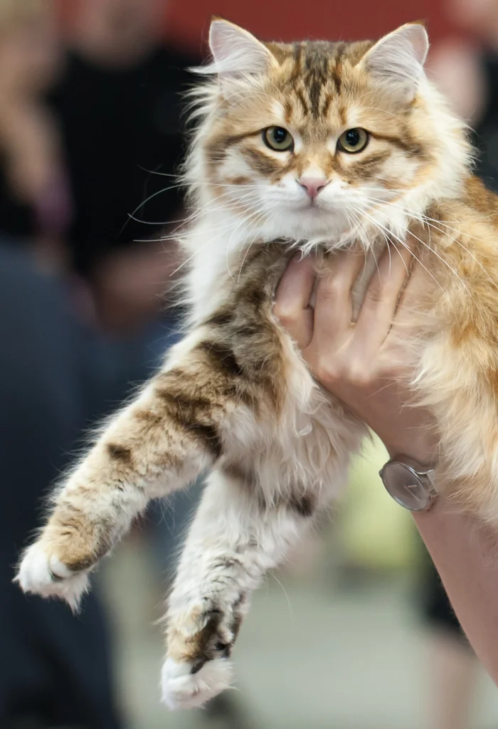 Siberian