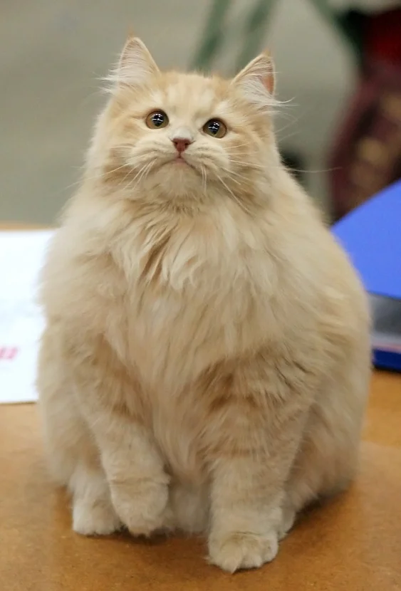 Siberian
