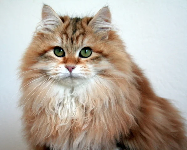 Siberian