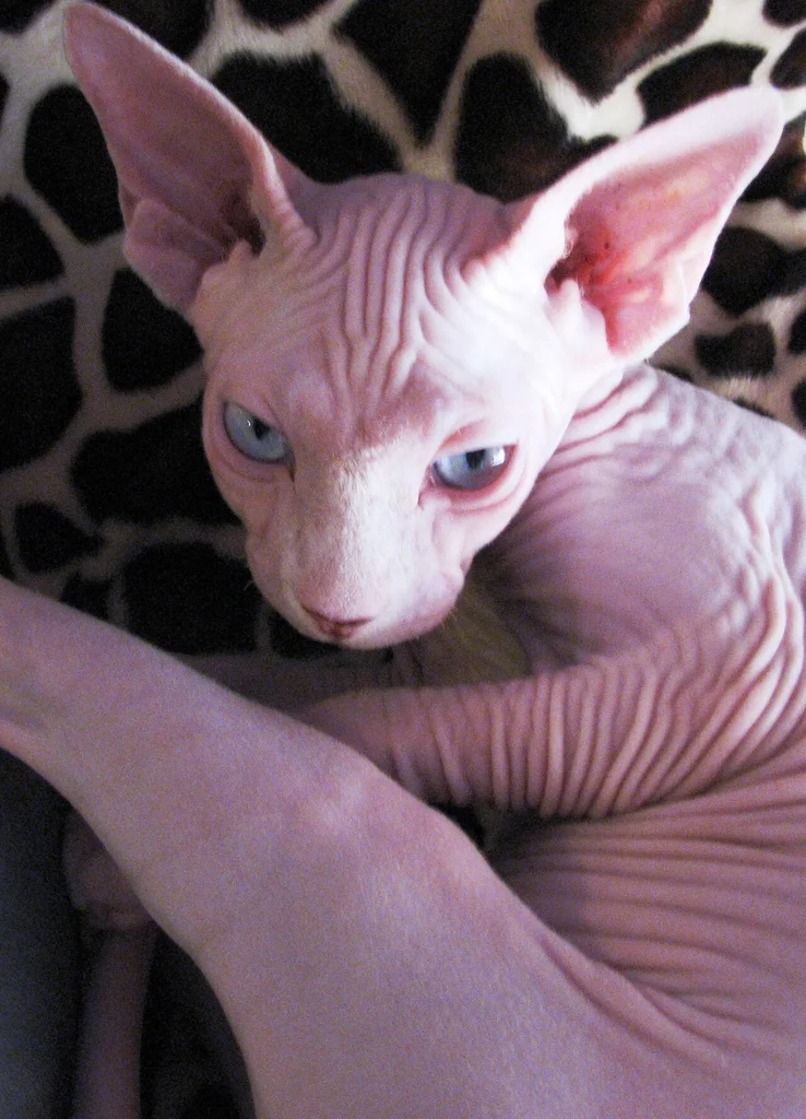 Sphynx