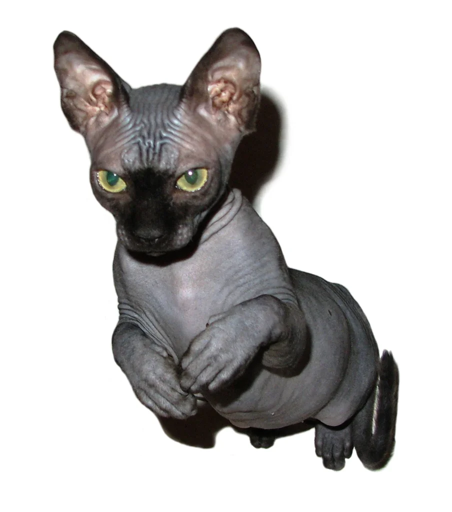 Sphynx