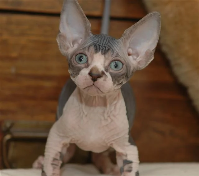 Sphynx