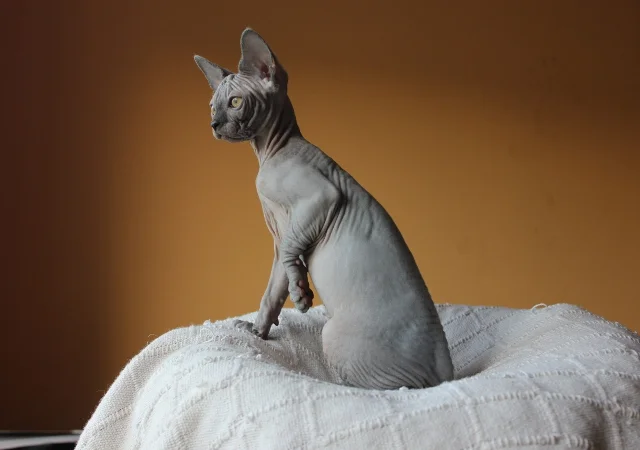 Sphynx