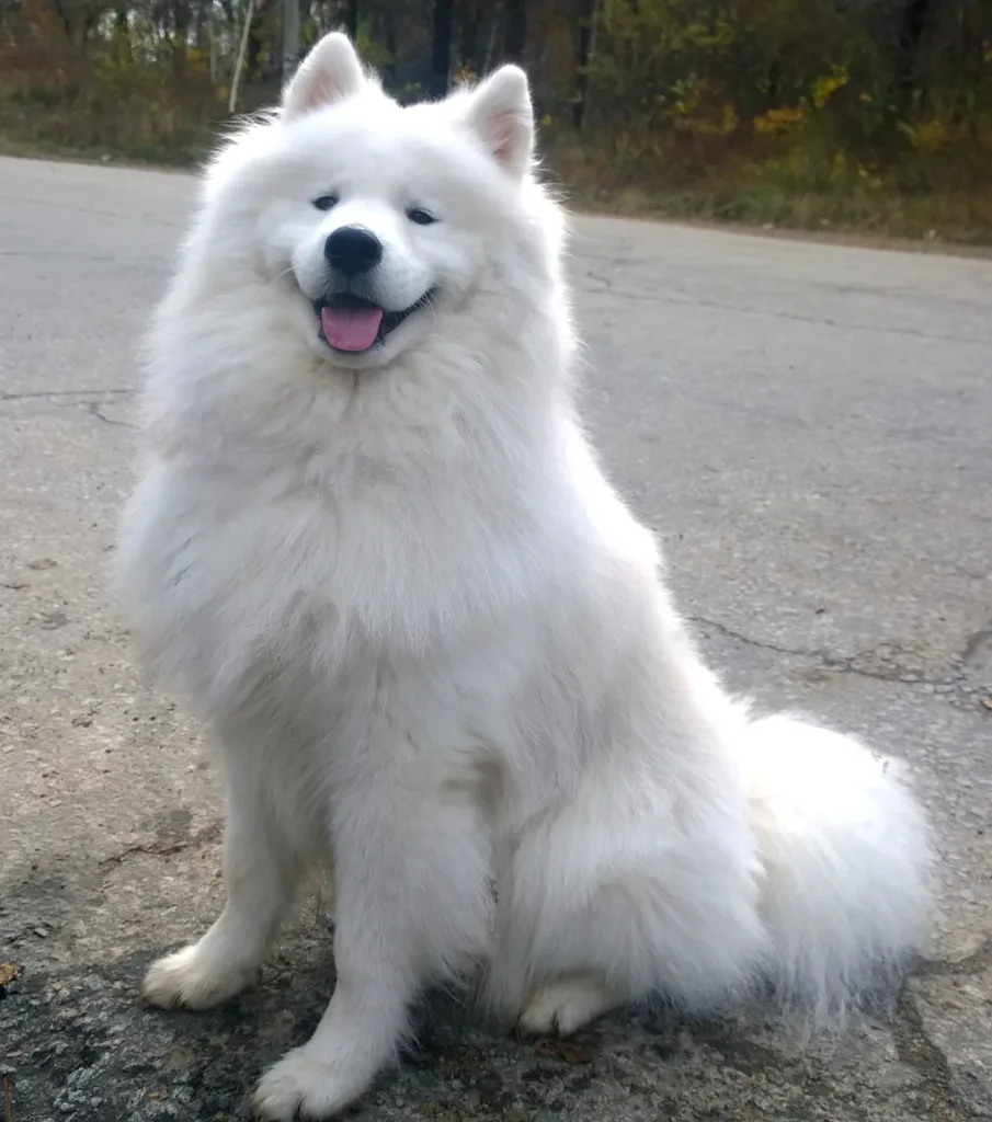 Homepage cover photograph of a smiling white Samoyed
