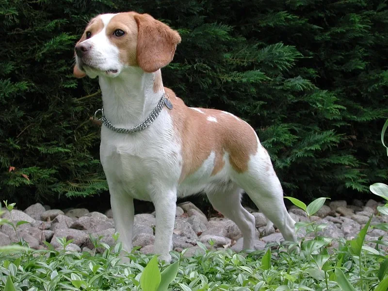 Beagle